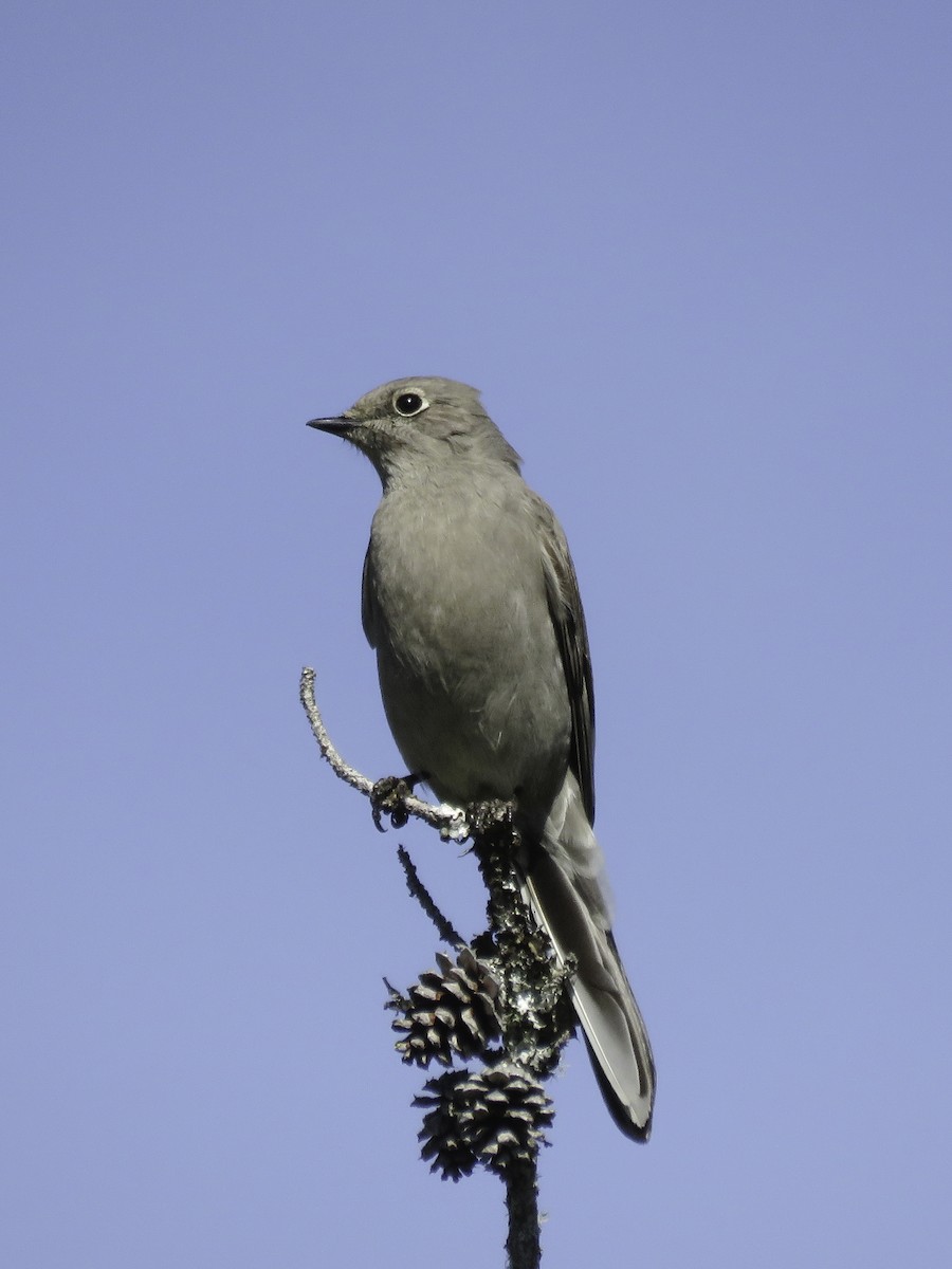 Townsend's Solitaire - ML617387987