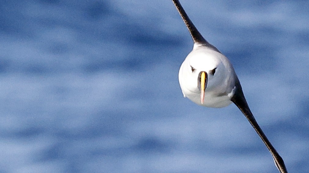 Atlantic Yellow-nosed Albatross - ML617388103
