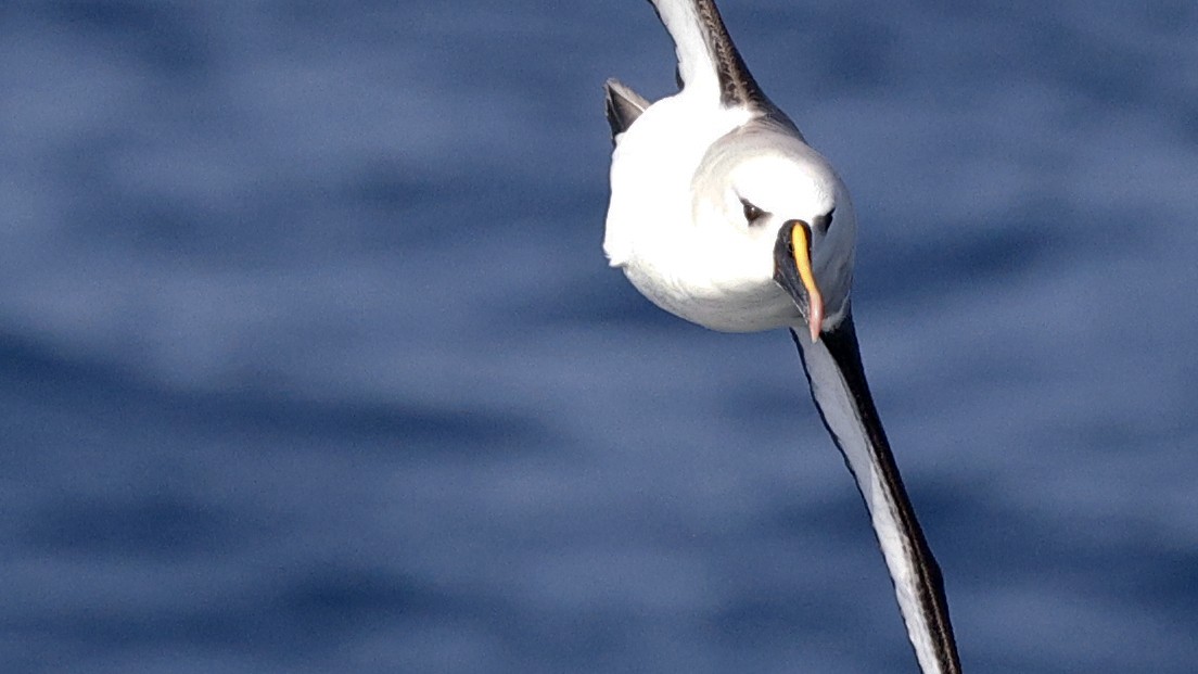 Atlantic Yellow-nosed Albatross - ML617388104