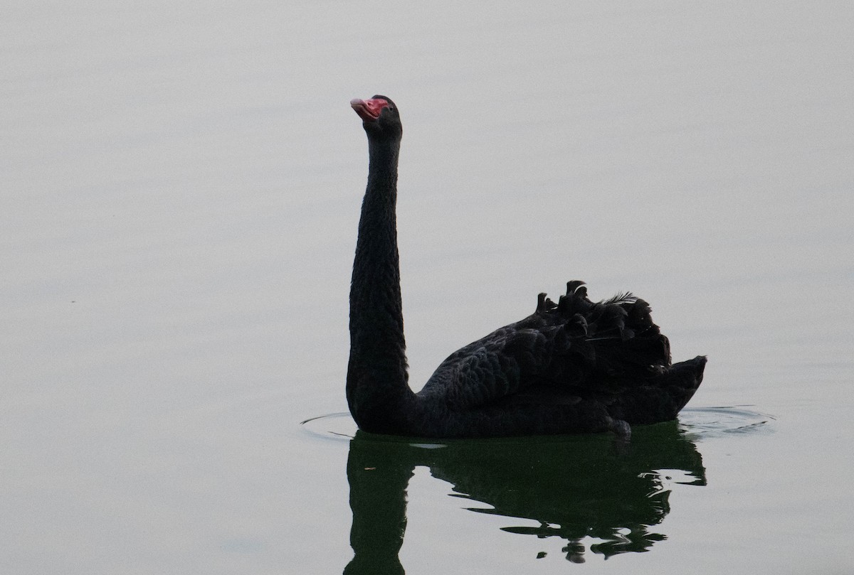Black Swan - ML617388126