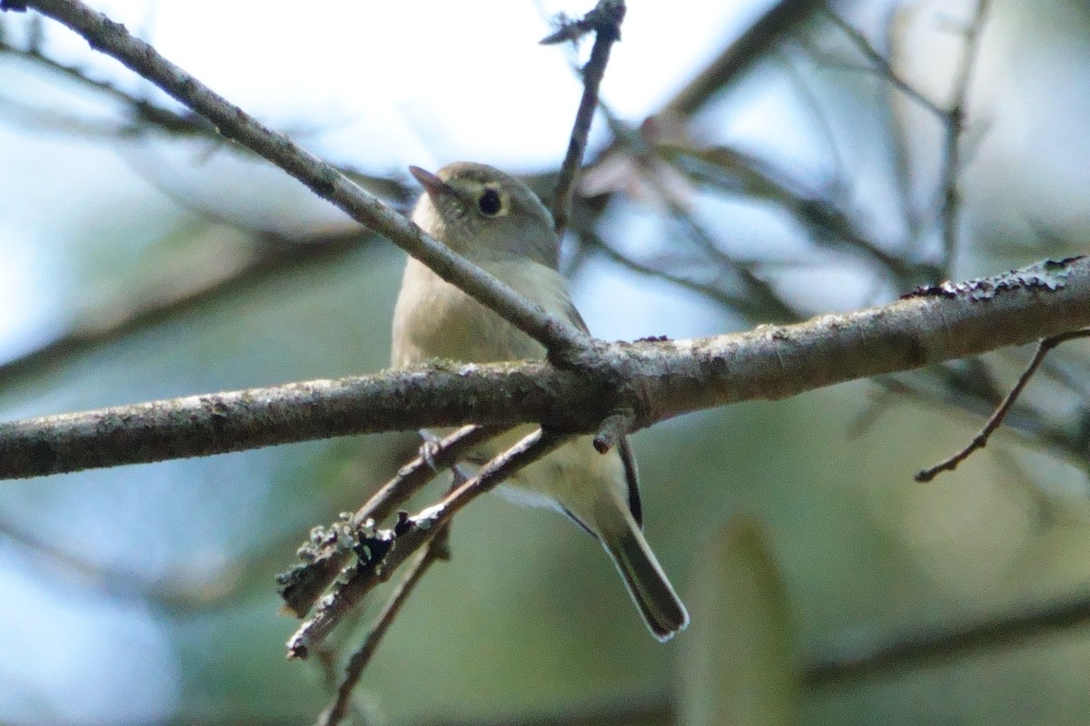 Hutton's Vireo - Anonymous User