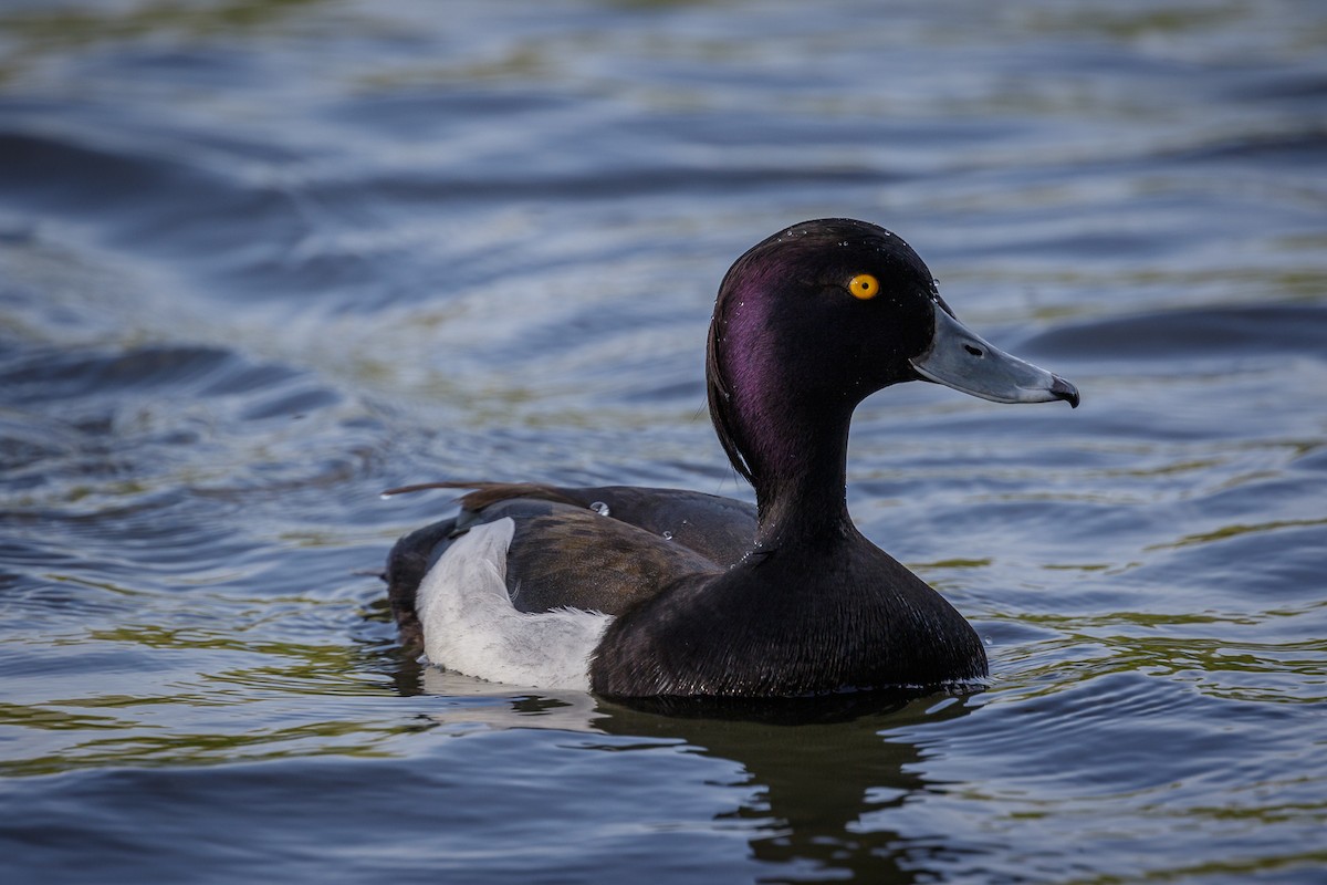 Tufted Duck - ML617388153