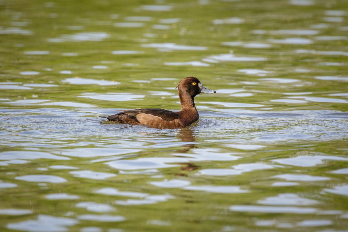 Tufted Duck - ML617388154