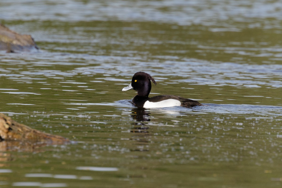 Tufted Duck - ML617388155