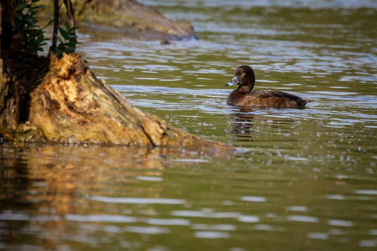 Tufted Duck - ML617388156
