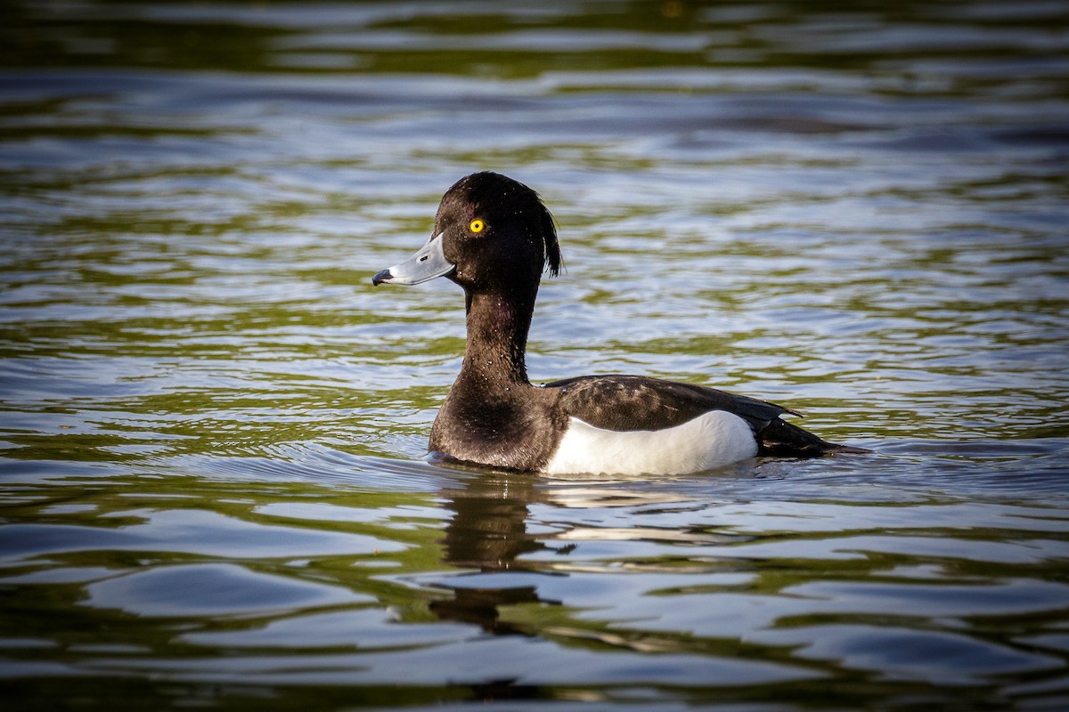Tufted Duck - ML617388157