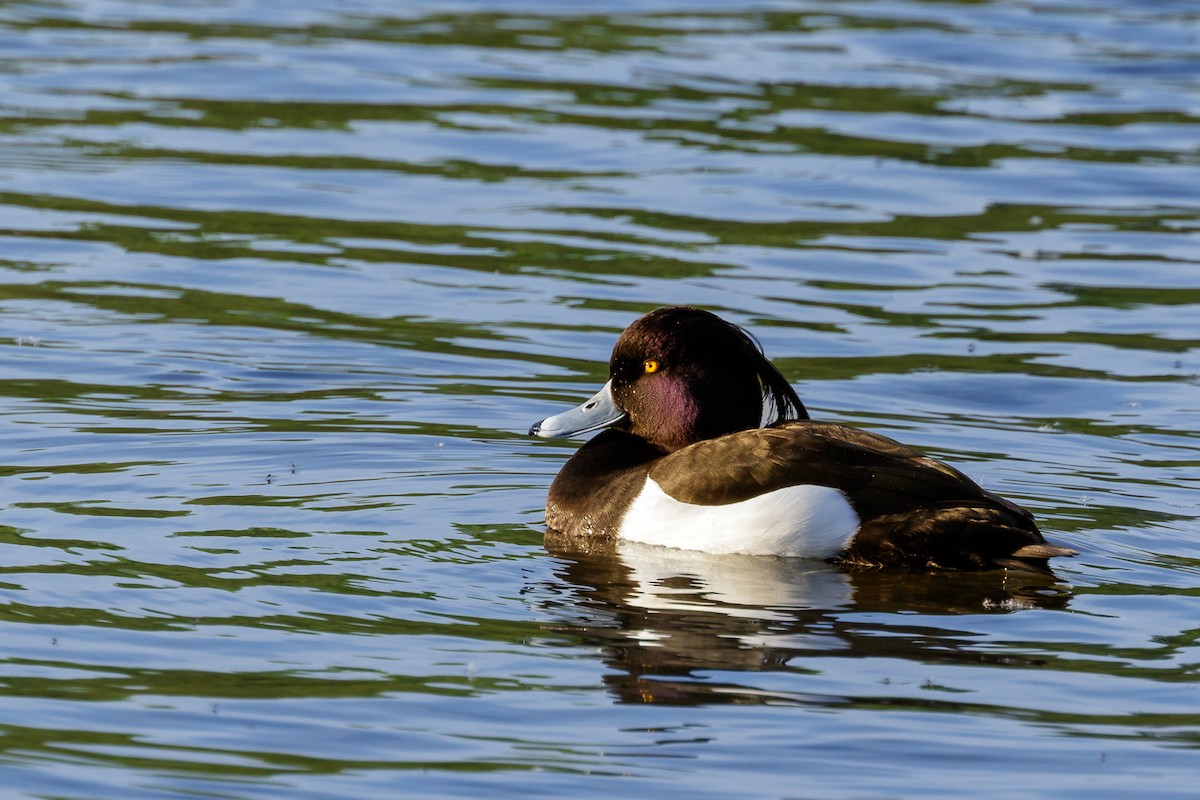 Tufted Duck - ML617388158