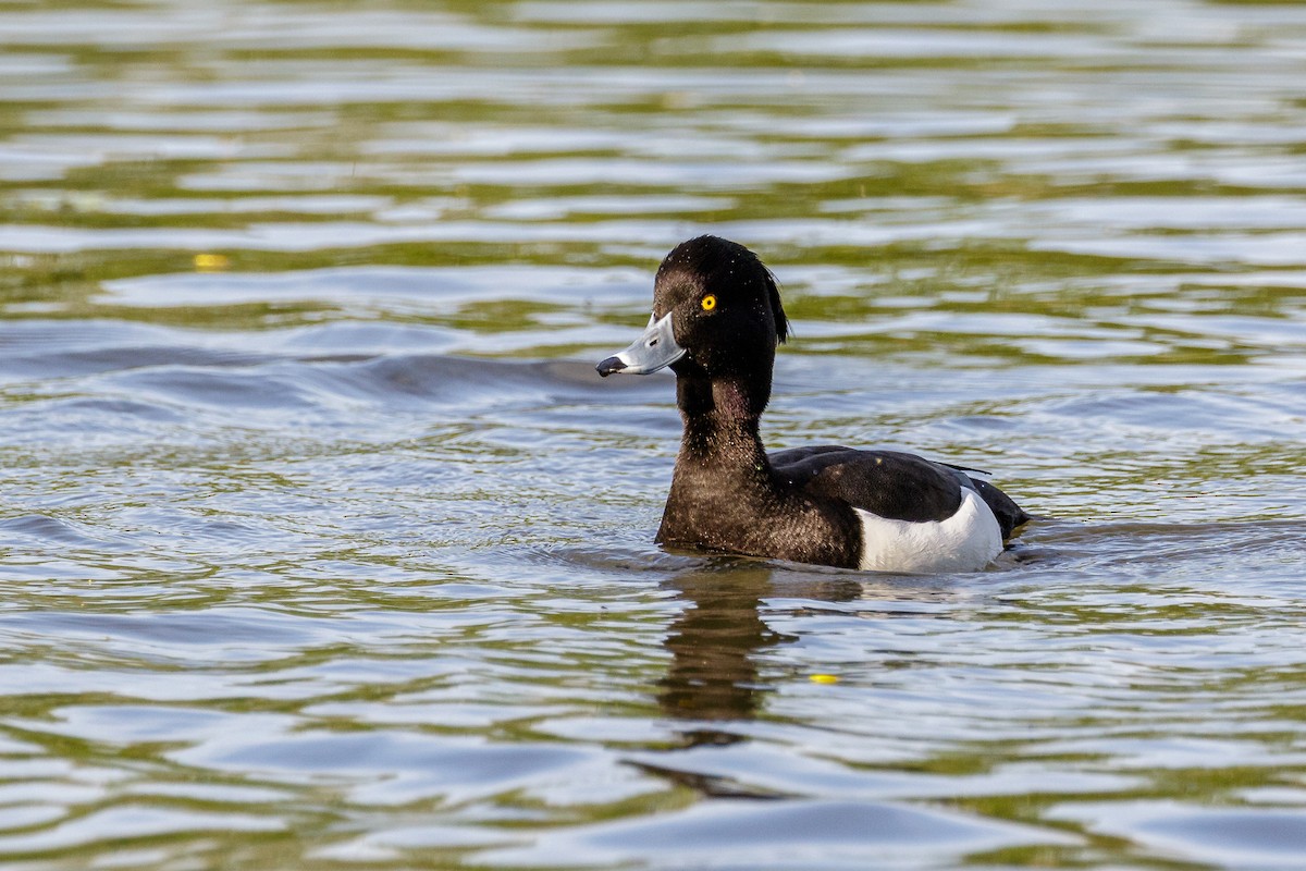Tufted Duck - ML617388159