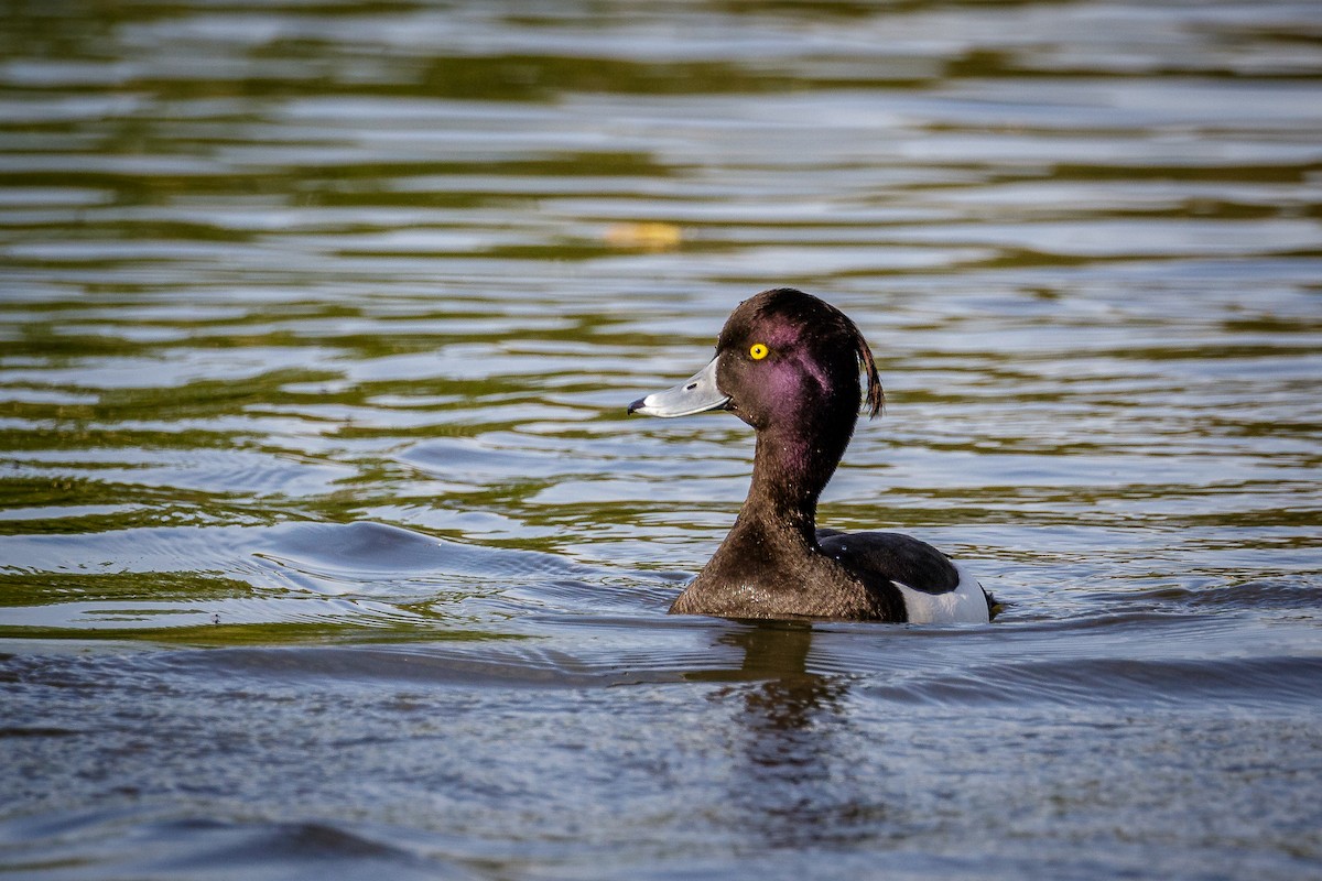 Tufted Duck - ML617388160