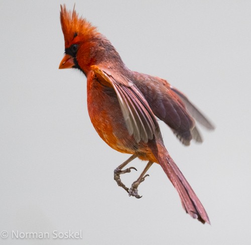 Northern Cardinal - Norman Soskel