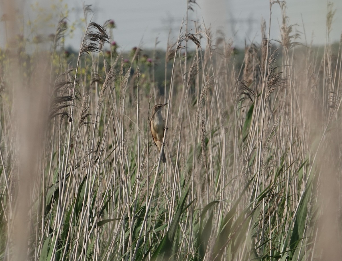 Great Reed Warbler - ML617388201