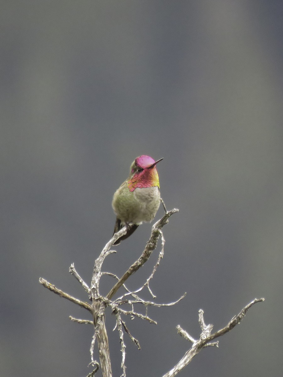 Anna's Hummingbird - ML617388202