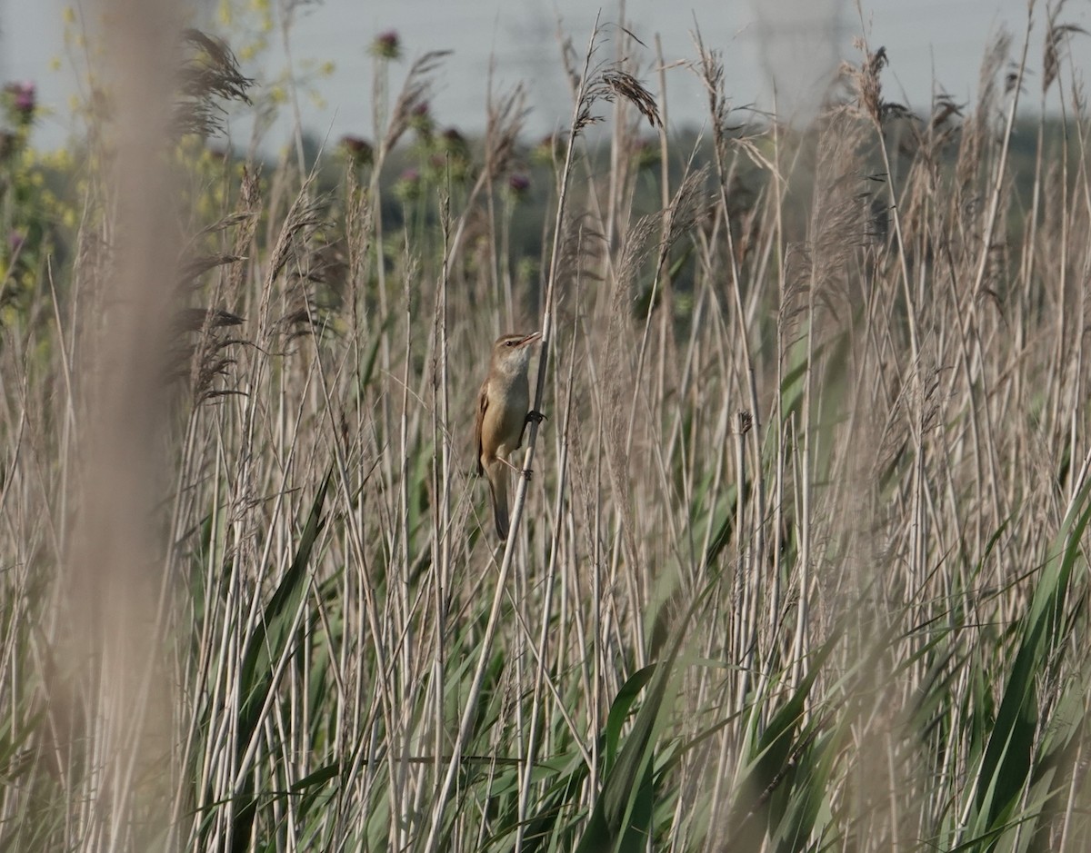 Great Reed Warbler - ML617388213