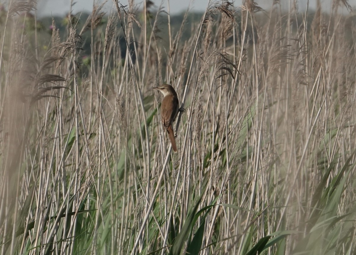 Great Reed Warbler - Ricardo Saldanha