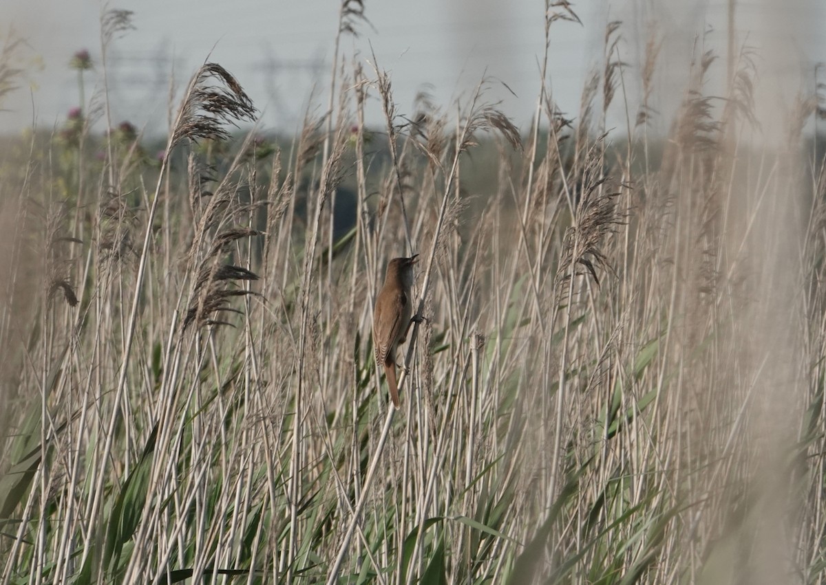 Great Reed Warbler - ML617388235
