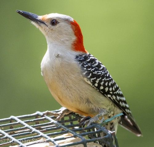 Red-bellied Woodpecker - ML617388262