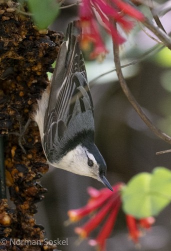 White-breasted Nuthatch - ML617388273