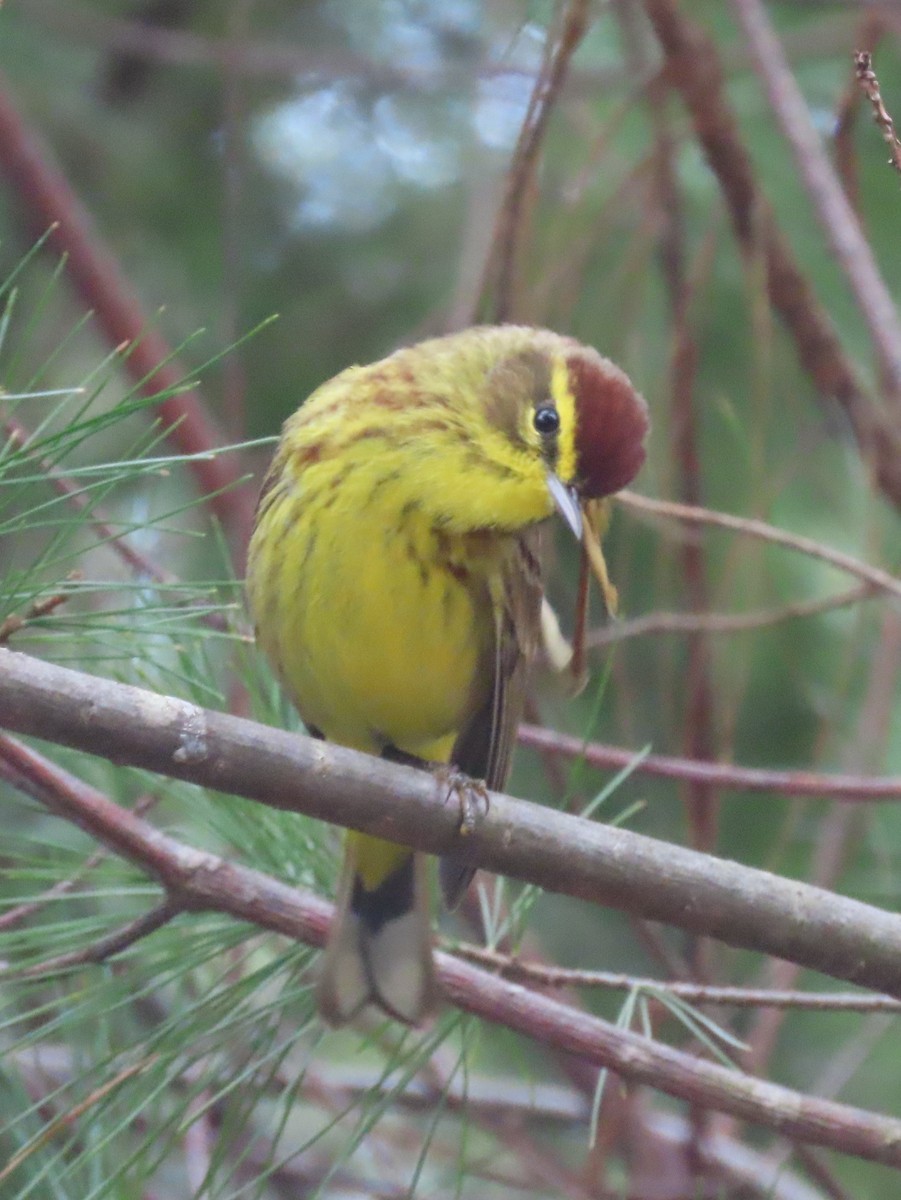 Palm Warbler (Yellow) - Pamela Hunt