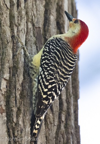 Red-bellied Woodpecker - ML617388401