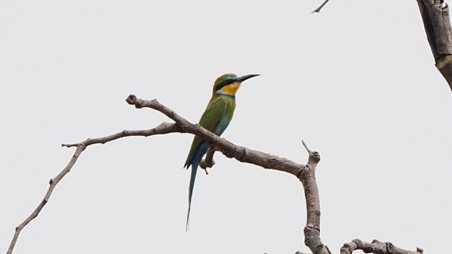Swallow-tailed Bee-eater - Nick Addey