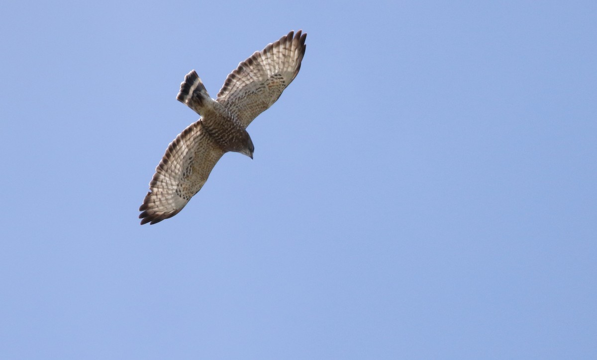 Broad-winged Hawk - Will Sweet