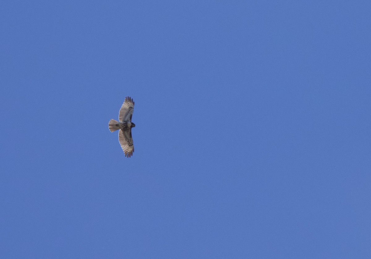 Red-tailed Hawk - ML617388596