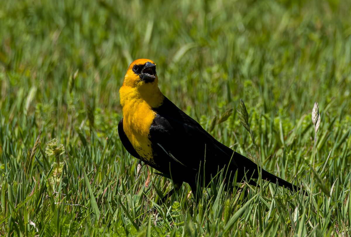 Yellow-headed Blackbird - ML617388604