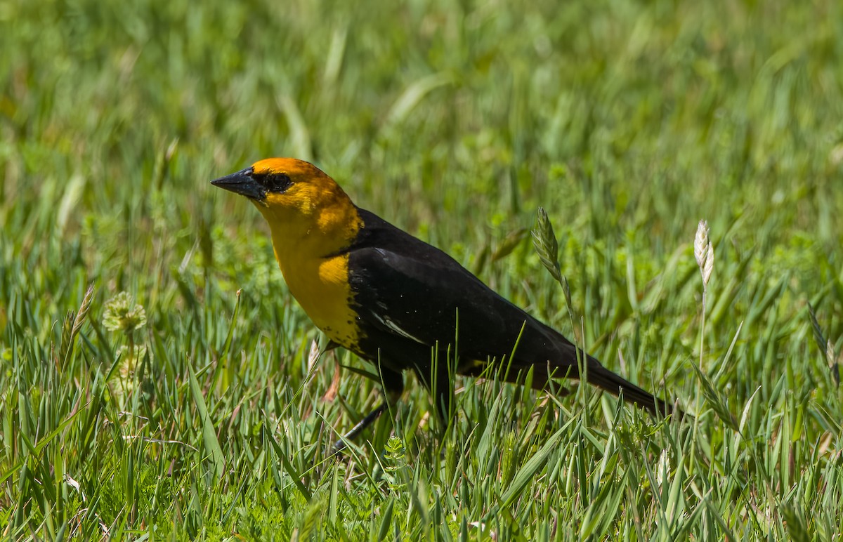 Yellow-headed Blackbird - ML617388605