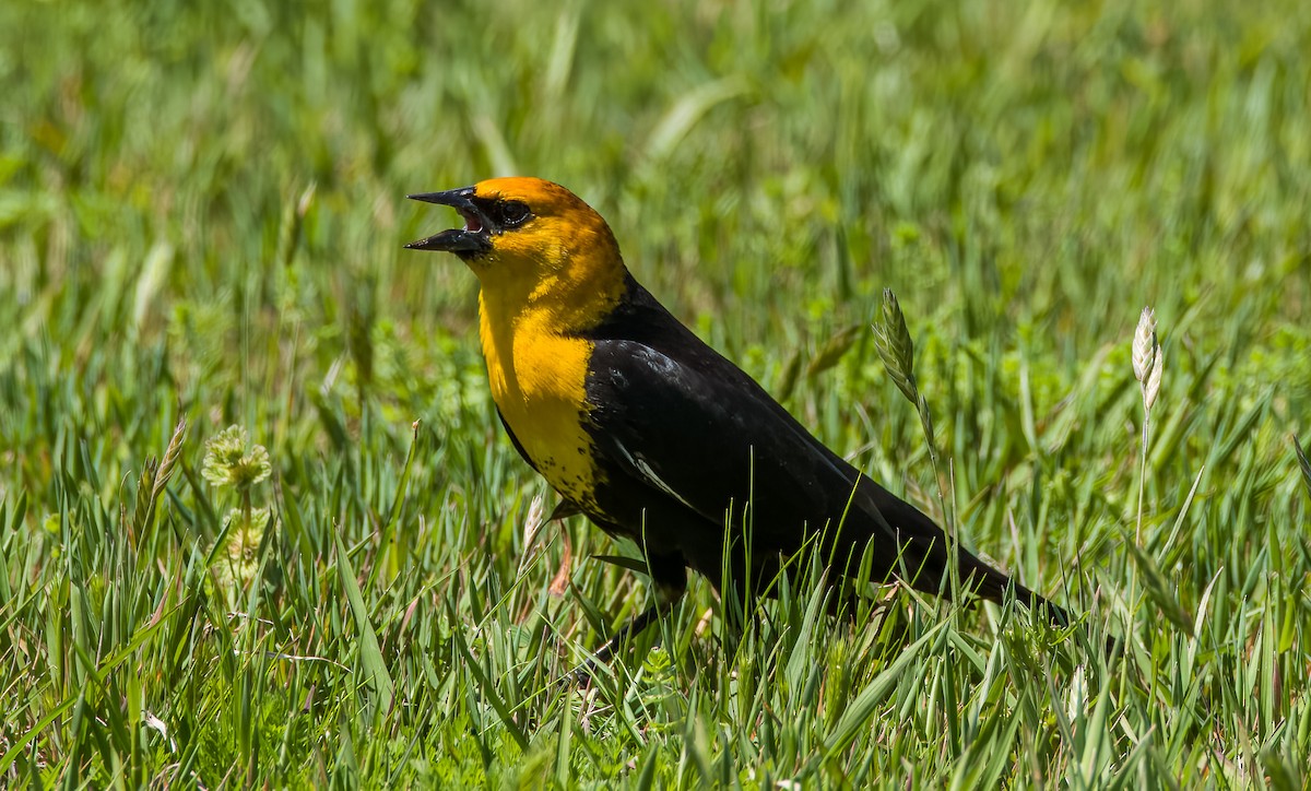 Yellow-headed Blackbird - ML617388606