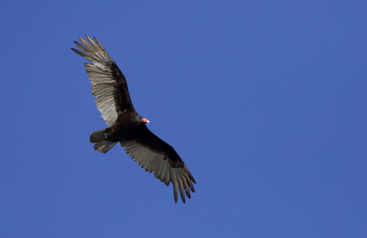 Turkey Vulture - ML617388653