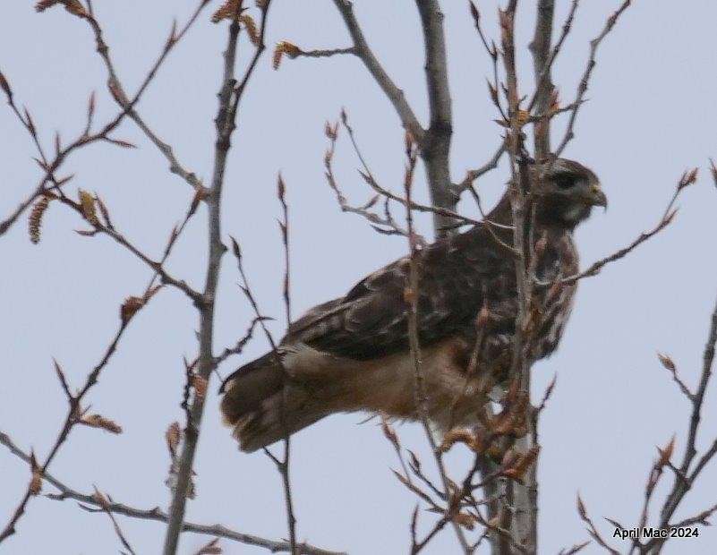 Red-tailed Hawk - ML617388856