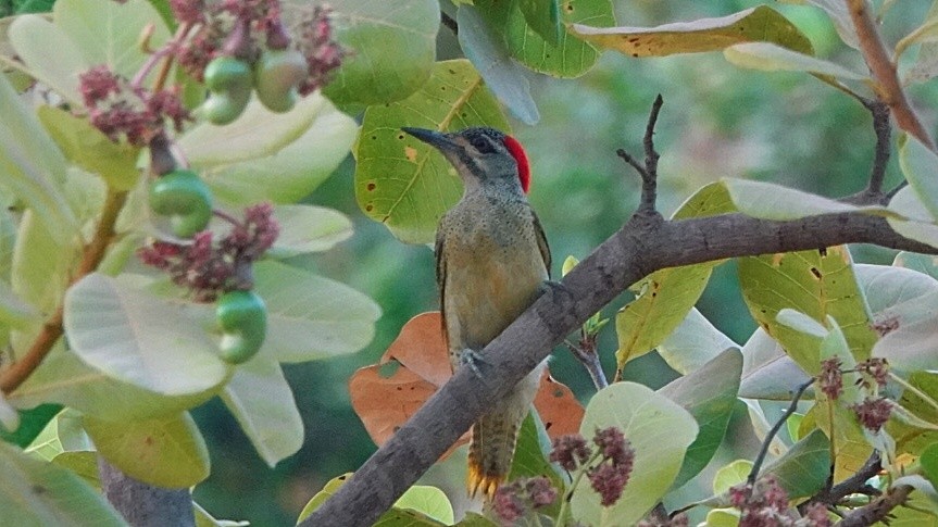 Fine-spotted Woodpecker - Nick Addey