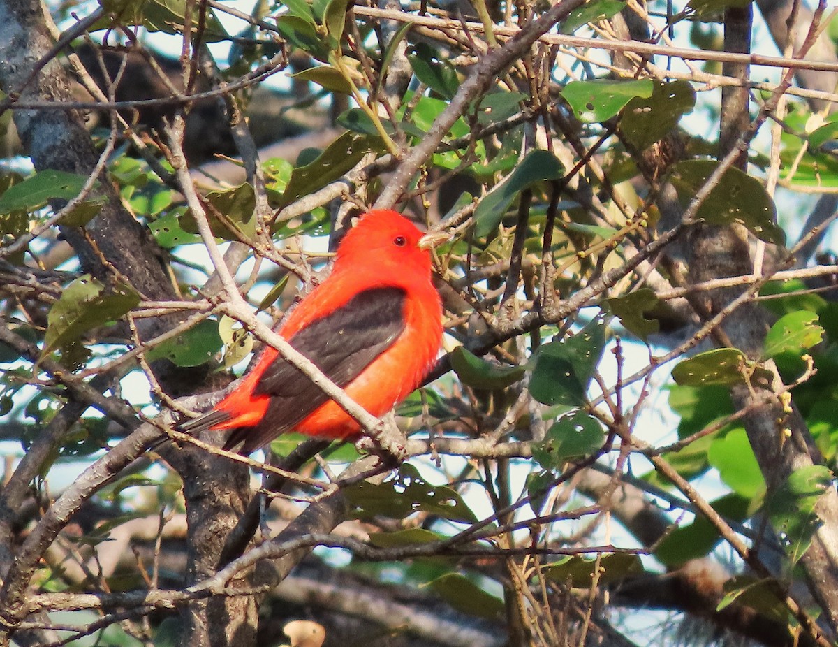 Scarlet Tanager - ML617388873