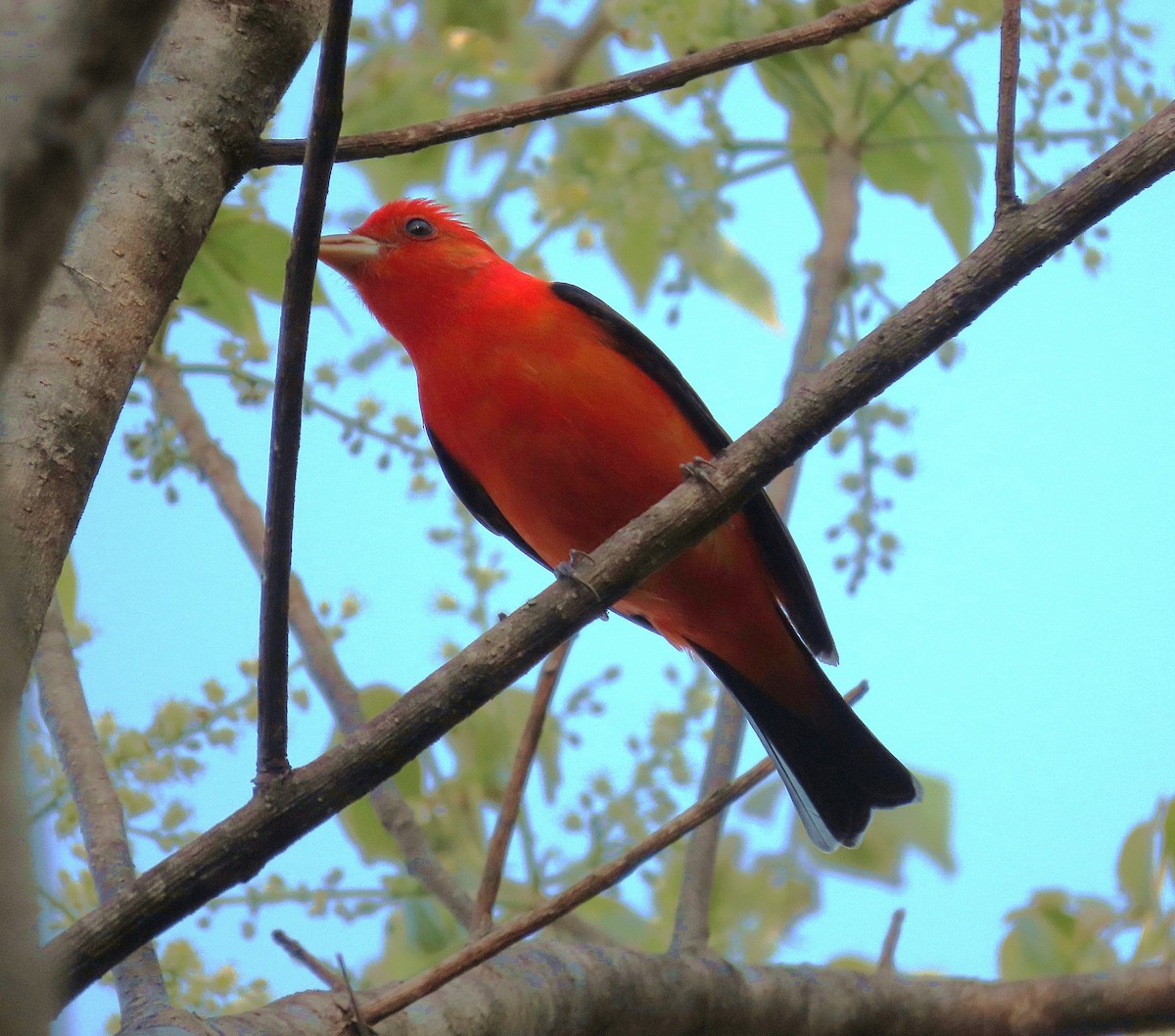 Scarlet Tanager - ML617388875