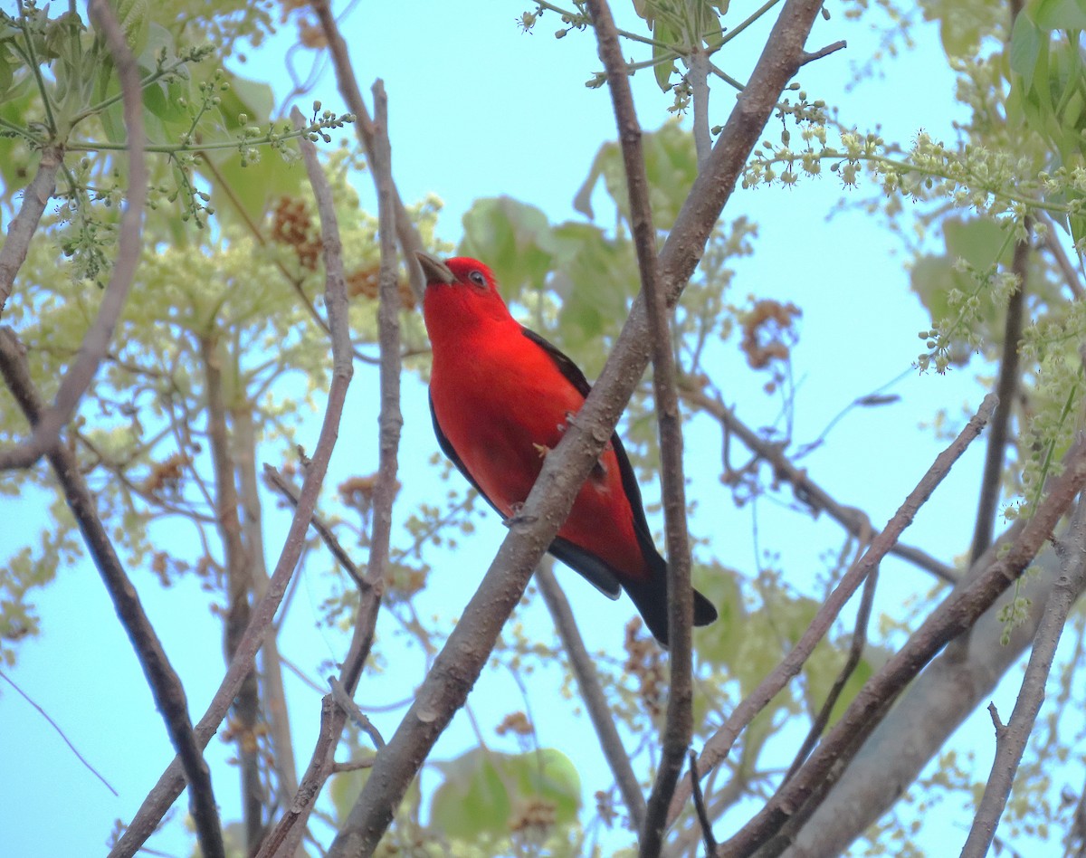Scarlet Tanager - ML617388891