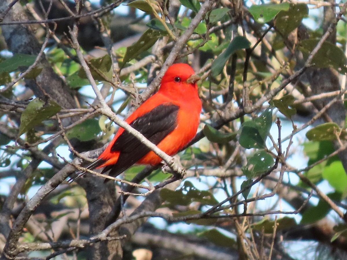 Scarlet Tanager - ML617388892