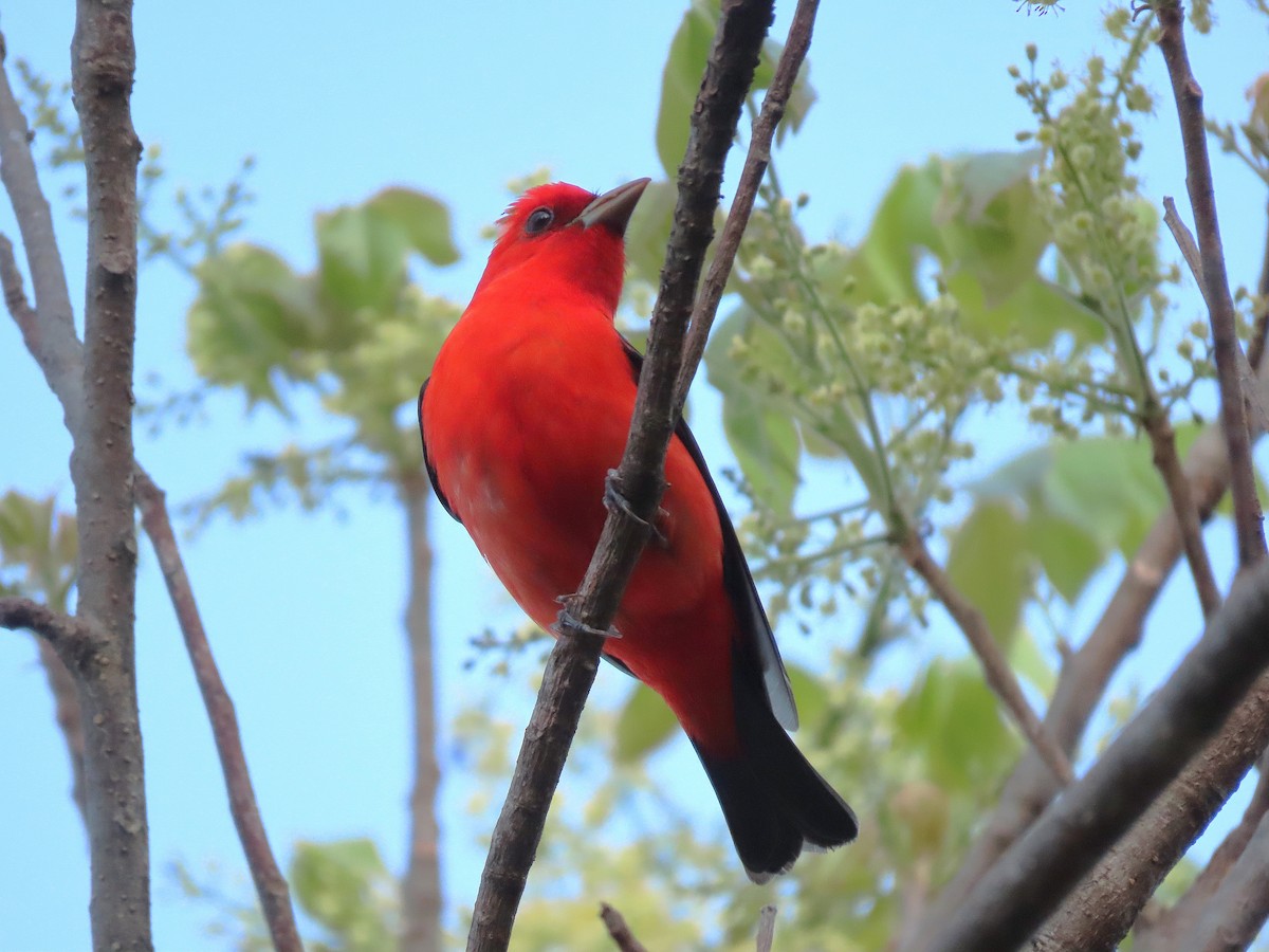 Scarlet Tanager - ML617388893