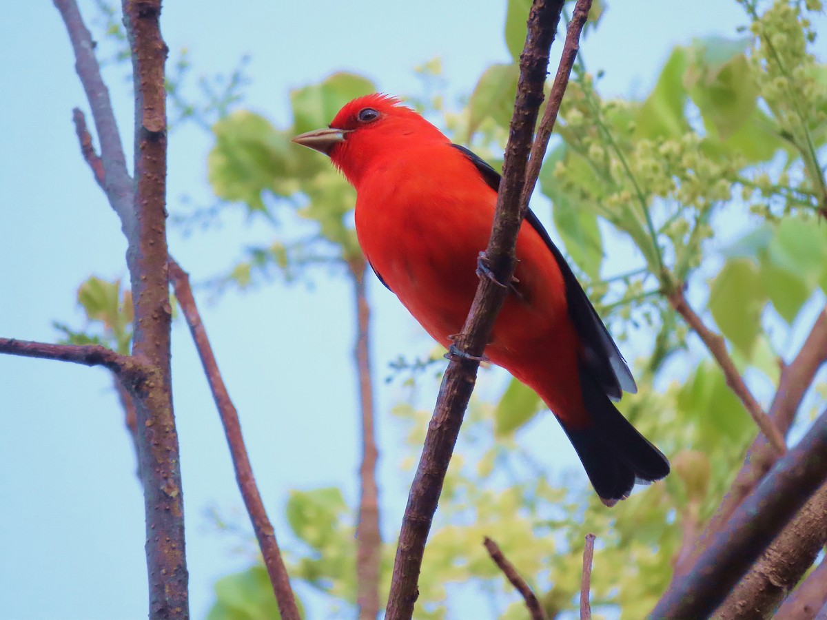 Scarlet Tanager - ML617388894