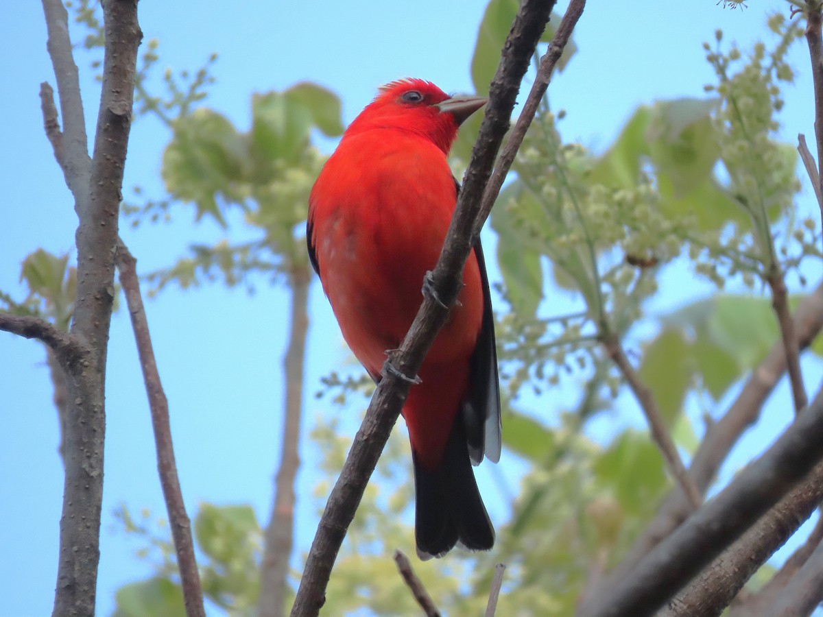 Scarlet Tanager - ML617388896