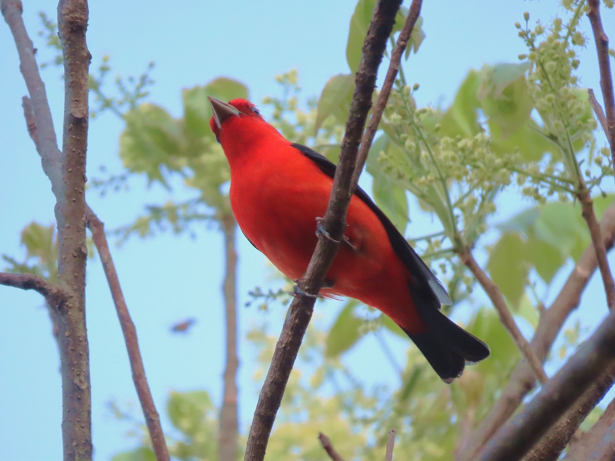 Scarlet Tanager - ML617388897