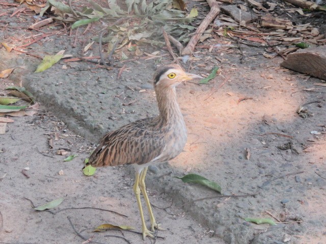 Double-striped Thick-knee - ML617389029