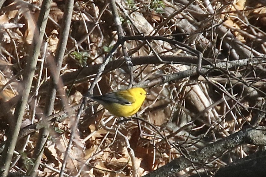 Prothonotary Warbler - ML617389063