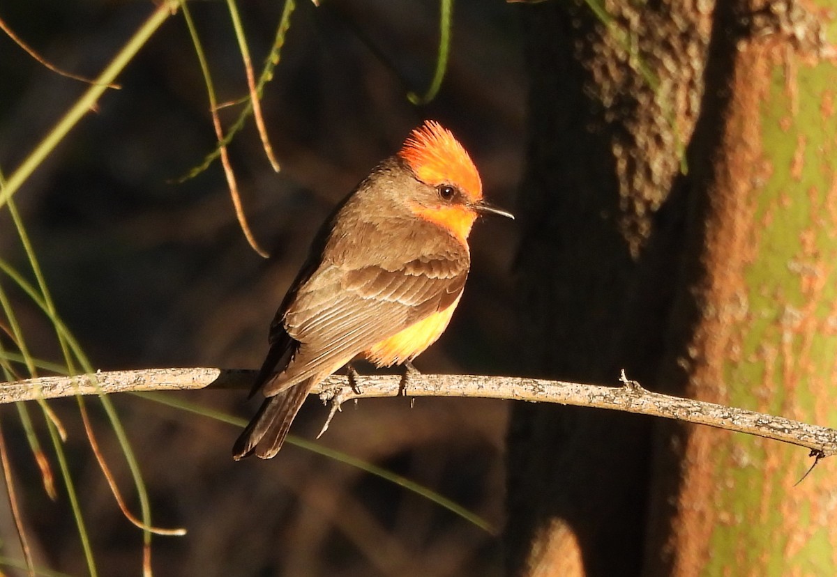 eBird Checklist - 14 Apr 2024 - Moon Valley Park - 38 species