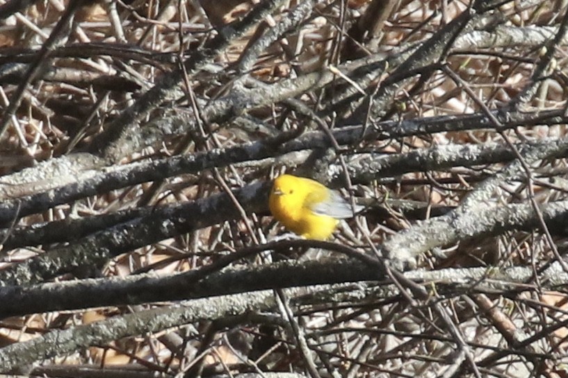 Prothonotary Warbler - ML617389076