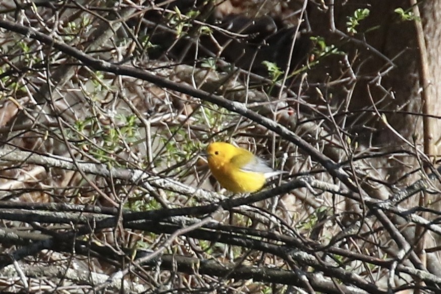Prothonotary Warbler - ML617389077