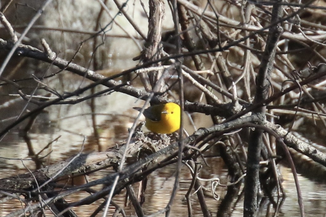 Prothonotary Warbler - ML617389078