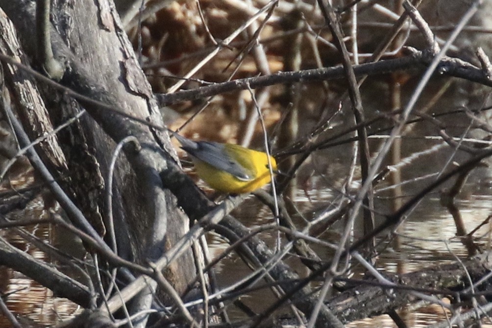 Prothonotary Warbler - ML617389079