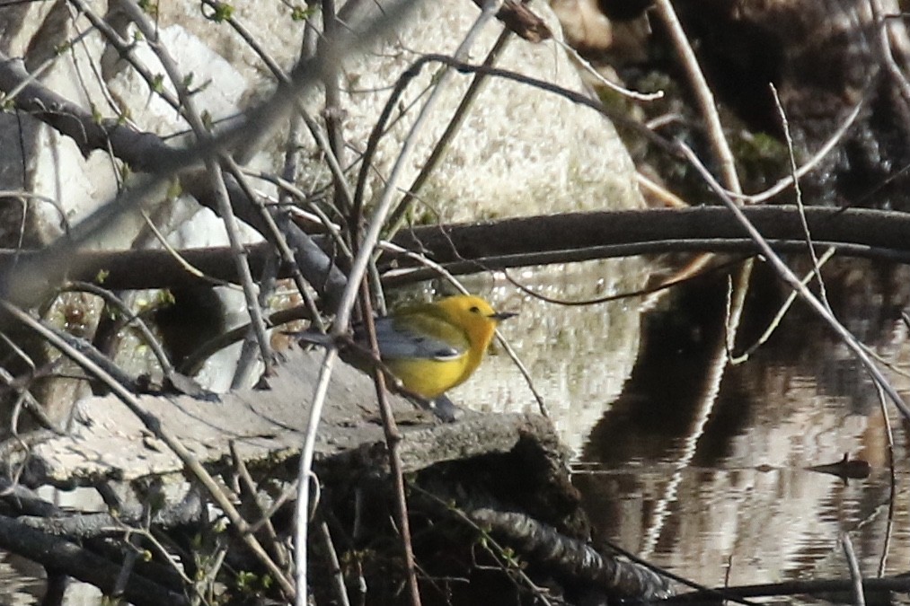 Prothonotary Warbler - Andy Sanford