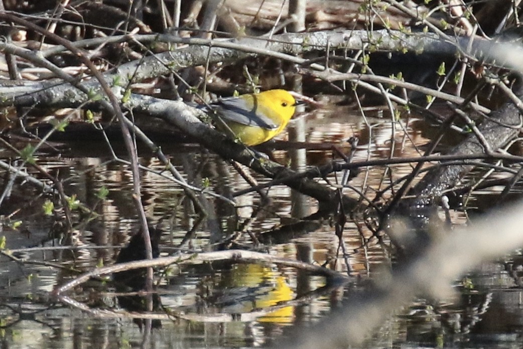 Prothonotary Warbler - ML617389081