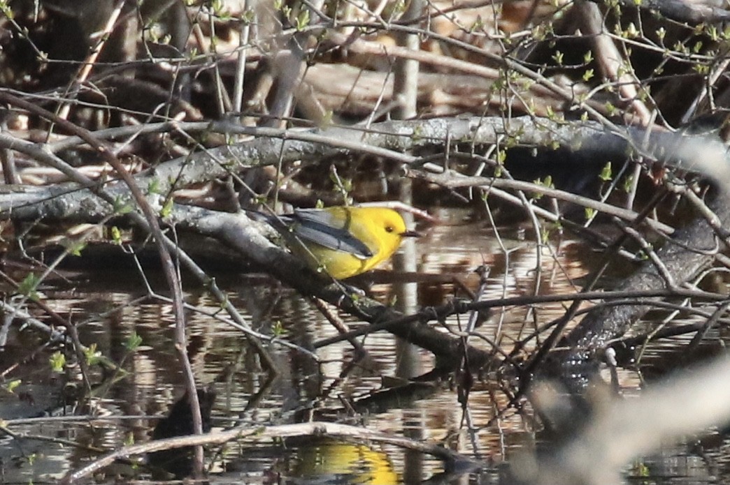 Prothonotary Warbler - ML617389082